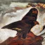 Gaston SUISSE (1896-1988) - Aigles bateleur